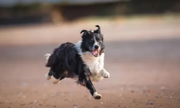 边境牧羊犬好养吗 详解养边牧需要注意的几点 | 狗