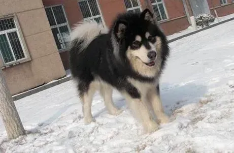 阿拉斯加犬|保持狗狗身体健康 正确选择阿拉斯加犬的食物