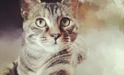 小猫如何断奶呢 可采用母猫小猫隔离的方法 | 猫