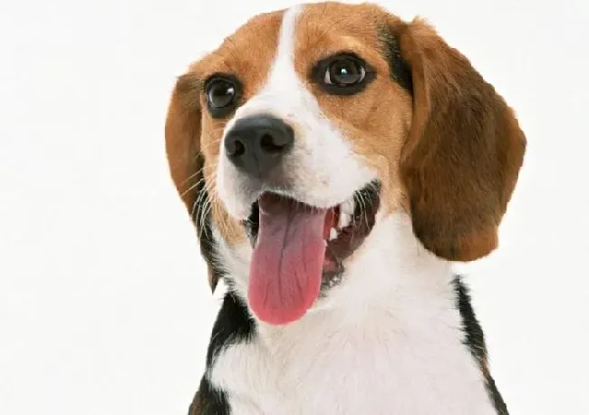 比格犬|比格犬爱舔人的恶习需及时纠正