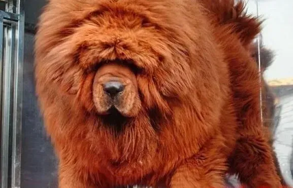 藏獒|藏獒有时候胸口一动一动的好像打嗝了如何解决呢