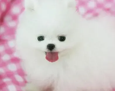博美犬|用什么方法可以让博美犬学会在厕所排便