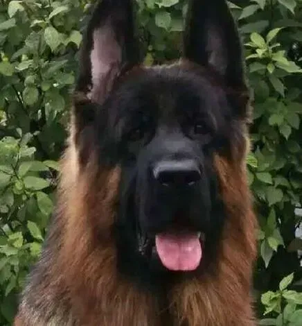 德国牧羊犬|德国牧羊犬患上中耳炎有点发烧如何医治