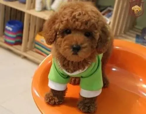 泰迪犬|护理繁育期的泰迪犬母犬应该注意的事项