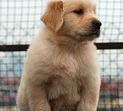 金毛|金毛犬最近总挠身体这是有跳蚤了吗 怎么办