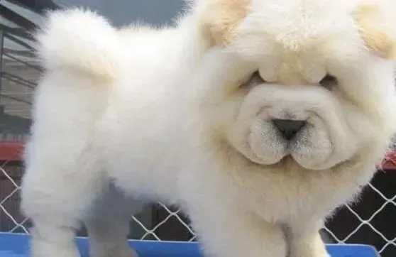 松狮犬|了解幼犬期的松狮犬的四个喂养要点