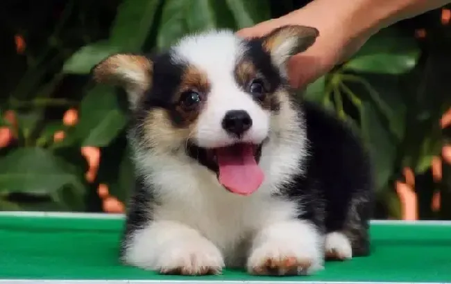 柯基犬|柯基犬喜欢吃甜食的三大危害