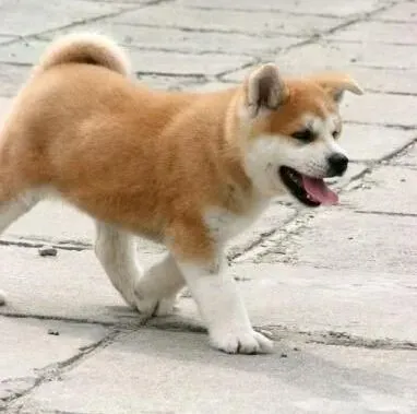 秋田犬|训练宠物狗很重要 教你如何训练秋田犬