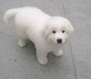 大白熊犬|大白熊犬细小康复后，拉肚子带血丝怎么办