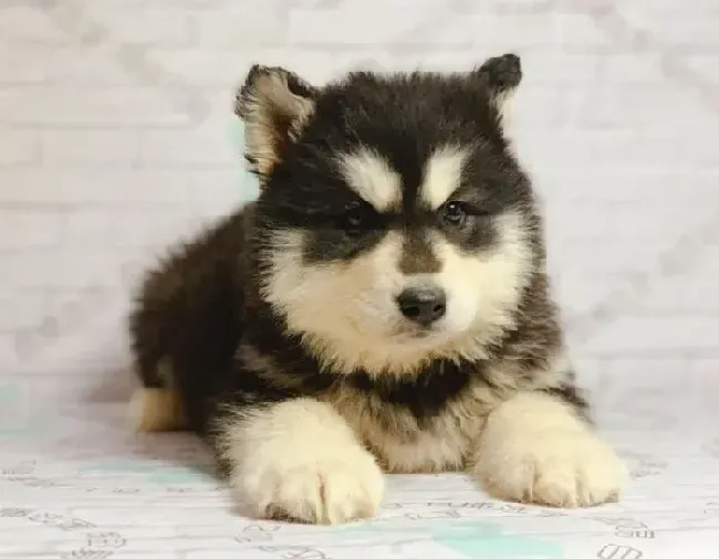 阿拉斯加犬|阿拉斯加犬被确诊为细小 请问可以喂它水吗