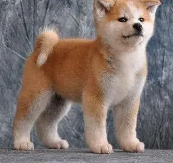 秋田犬|秋田犬呕吐物里有自己的毛发是怎么回事