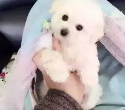 比熊犬|天气寒冷比熊犬感冒了应该用什么药物治疗