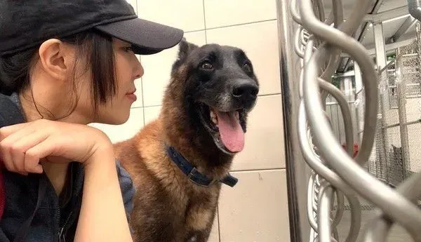 亲人狼犬遭弃养在收容所 就算受伤仍然非常爱撒 | 狗