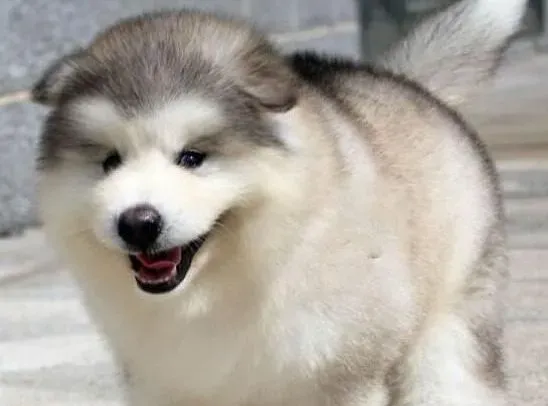阿拉斯加犬|清洁小能手 如何给阿拉斯加犬洗澡