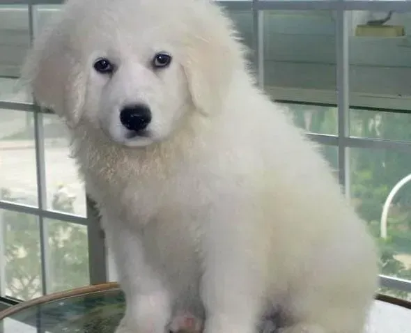 大白熊犬|秋季大白熊犬体毛护理的方法技巧