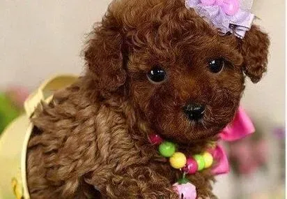 贵宾犬|贵宾犬喂养的基本理念