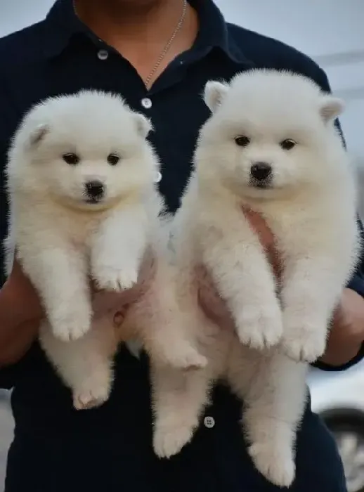 银狐犬|银狐犬右腿突然不敢着地是怎么回事