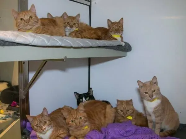 11只猫咪被困纸箱 胶带密封蓄意要活活闷死