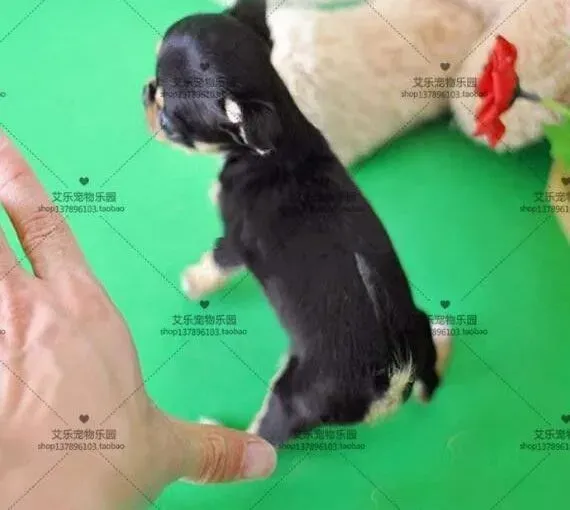吉娃娃|治疗吉娃娃的皮肤病，怎样做才能够痊愈