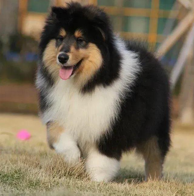 苏格兰牧羊犬|怎样促进你与苏格兰牧羊犬之间的感情