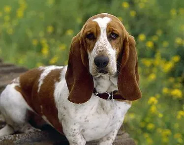 犬瘟症状 不同时期所表现的症状也不一样 | 狗狗