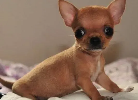 吉娃娃|犬舍饲养吉娃娃应该做的七项消毒工作