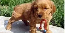 可卡犬|可卡犬厌食的绝好对策