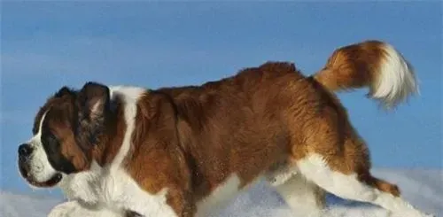 圣伯纳犬吃饭吗 最好吃狗粮吃饭也是可以的 | 圣伯纳犬