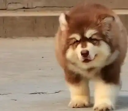 阿拉斯加犬|夏季如何预防阿拉斯加雪橇犬患湿疹