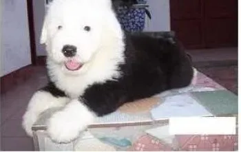 古代牧羊犬|教育有方 训练古代牧羊犬分的两个阶段