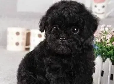 贵宾犬|炎热夏季 饲主给贵宾犬剃光毛发有哪些不利影响
