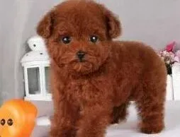 贵宾犬|贵宾犬日常生活中的训练全攻略