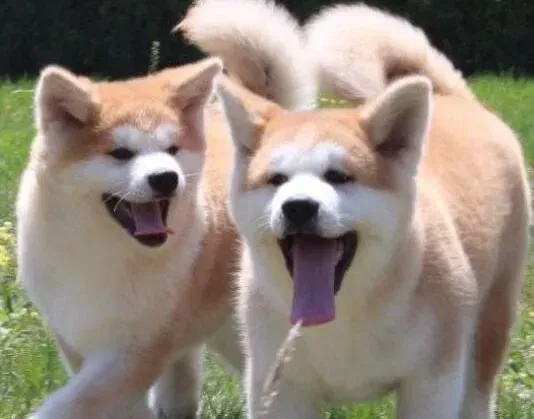 秋田犬|秋田犬不吃奶，总睡觉没事吧