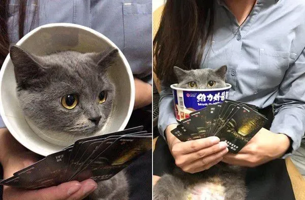 省钱妙招看这边! 便宜又实用的羞羞圈 | 猫