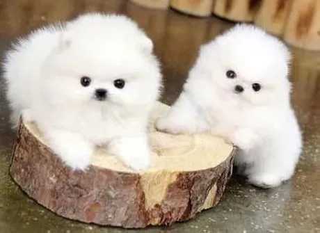 博美犬|“老年病” 不是病 饲主如何正确的喂养博美犬