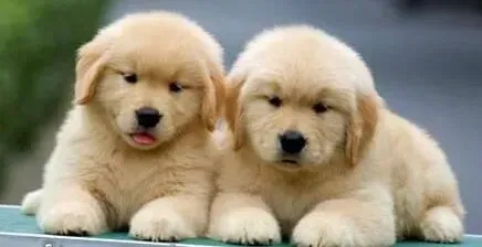 金毛|冬天饲养金毛犬的相关建议
