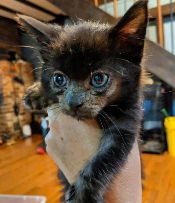 小黑猫因潮湿掉毛 新长毛后竟变身灰脸猫 | 猫