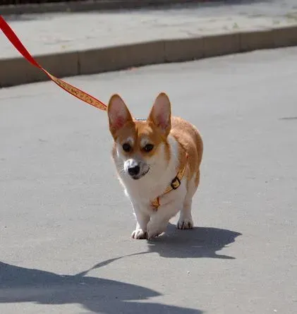 柯基犬有尾巴吗 有尾巴会很麻烦 | 柯基犬