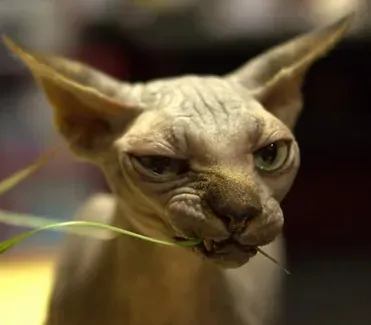 加拿大无毛猫的形态特征 它们四肢细长 | 加拿大无毛猫