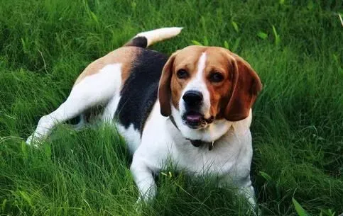 养比格犬的经验 深入了解比格犬的饲养要点 | 比格犬