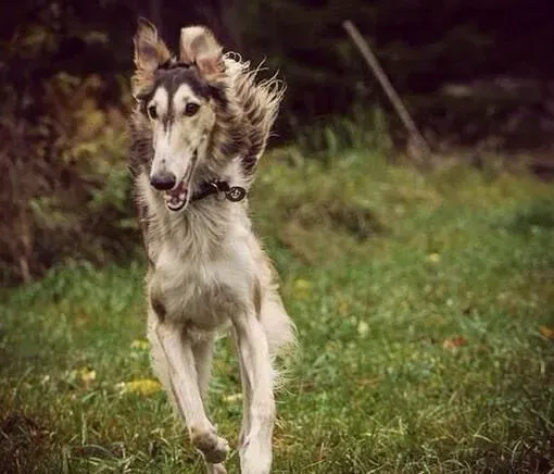 苏俄猎狼哪个好 苏俄猎狼犬的外型特征挑选 | 苏俄猎狼