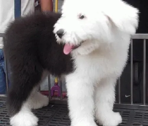 古代牧羊犬|古代牧羊犬在夏季最容易患上哪些疾病