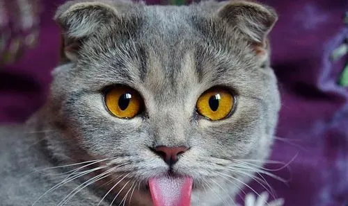 苏格兰折耳猫的特点 好奇心强喜欢爬高 | 折耳猫