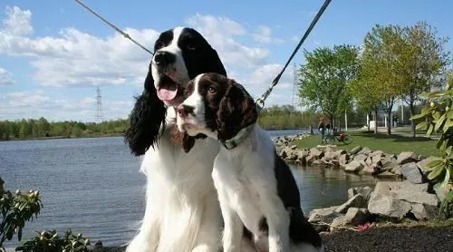 英国史宾格犬智商高吗 史宾格犬智商不是很高 | 史宾格犬