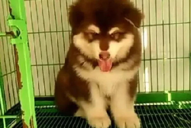 阿拉斯加犬|阿拉斯加犬生产前要准备什么