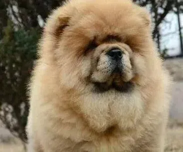 松狮犬|松狮犬幼犬需要怎样的特殊喂养方式