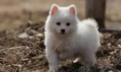 银狐犬|银狐犬最近皮肤发黄，呕吐是什么问题