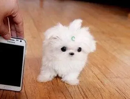 马尔济斯|马尔济斯犬为什么一只眼睛睁不开