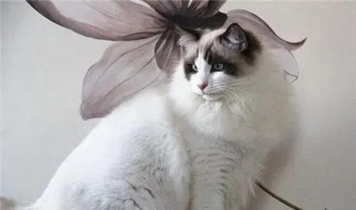 布偶猫拉屎不喜欢埋 布偶猫为什么拉屎不喜欢埋 | 布偶猫