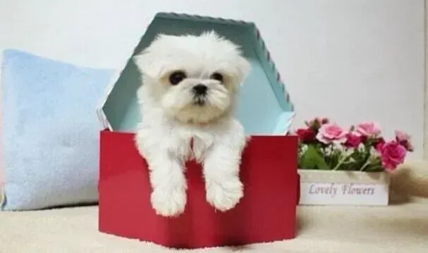 马尔济斯|马尔济斯犬一出门就不听话疯跑怎么办